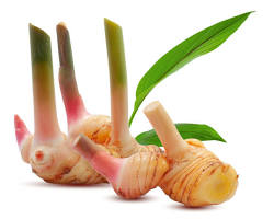 Galangal