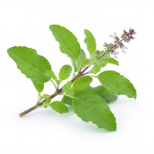 Holy basil leaves